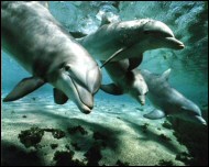 Bottlenose