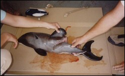 Baby Hector's dolphin (boat strike)