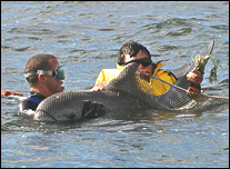 Dolphin tangled in net