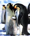 Emperor Chick and Parents