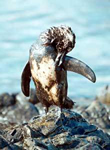 Penguin covered in oil