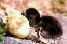 Penguin Chick