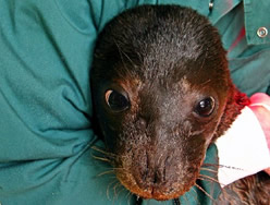 Dimitris - rescued monk seal pup